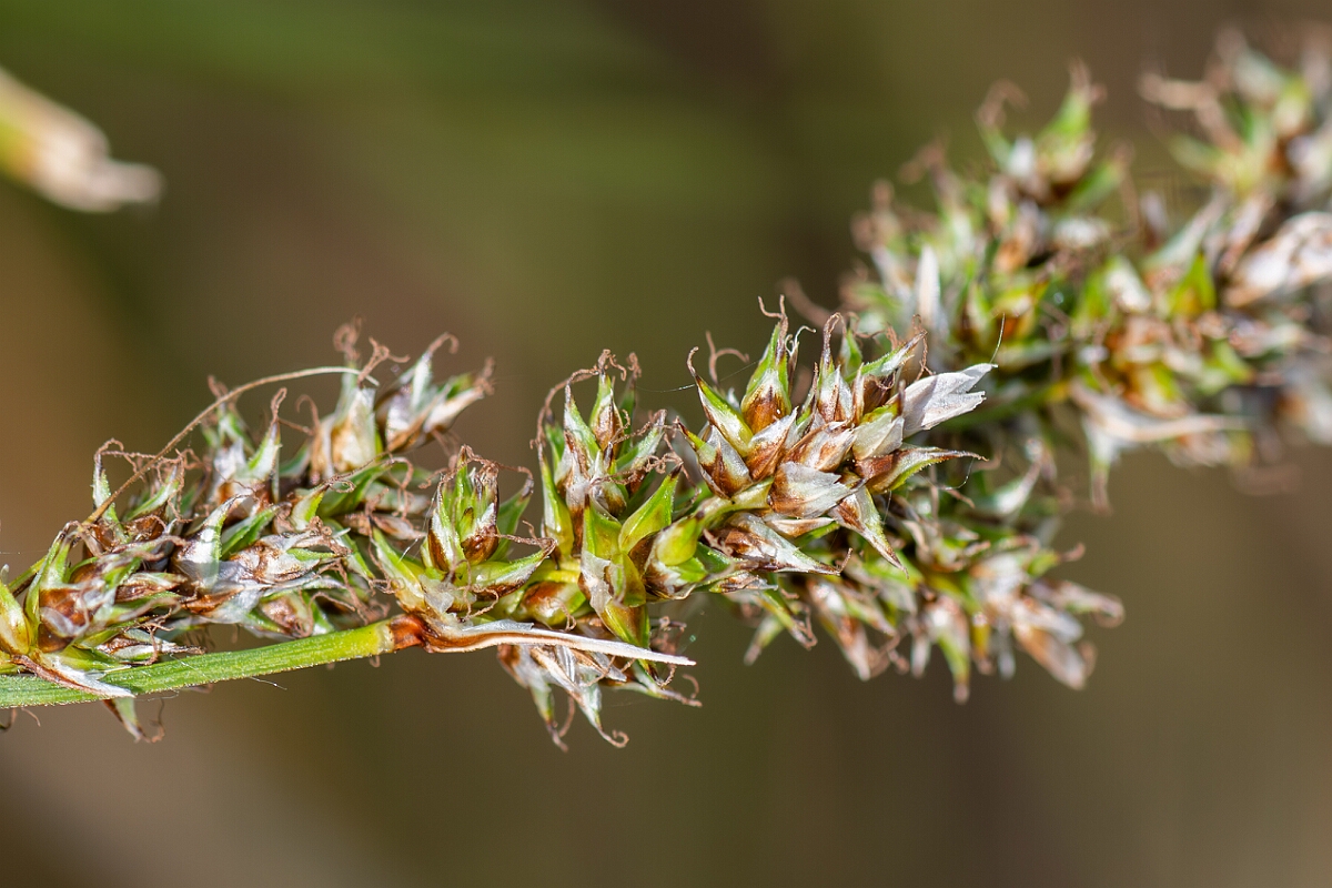 David Plant Photography - Wildlife Photography - Greater tussock-sedge - F.jpg - Greater tussock sedge, Carex paniculata, utricles - Suffolk