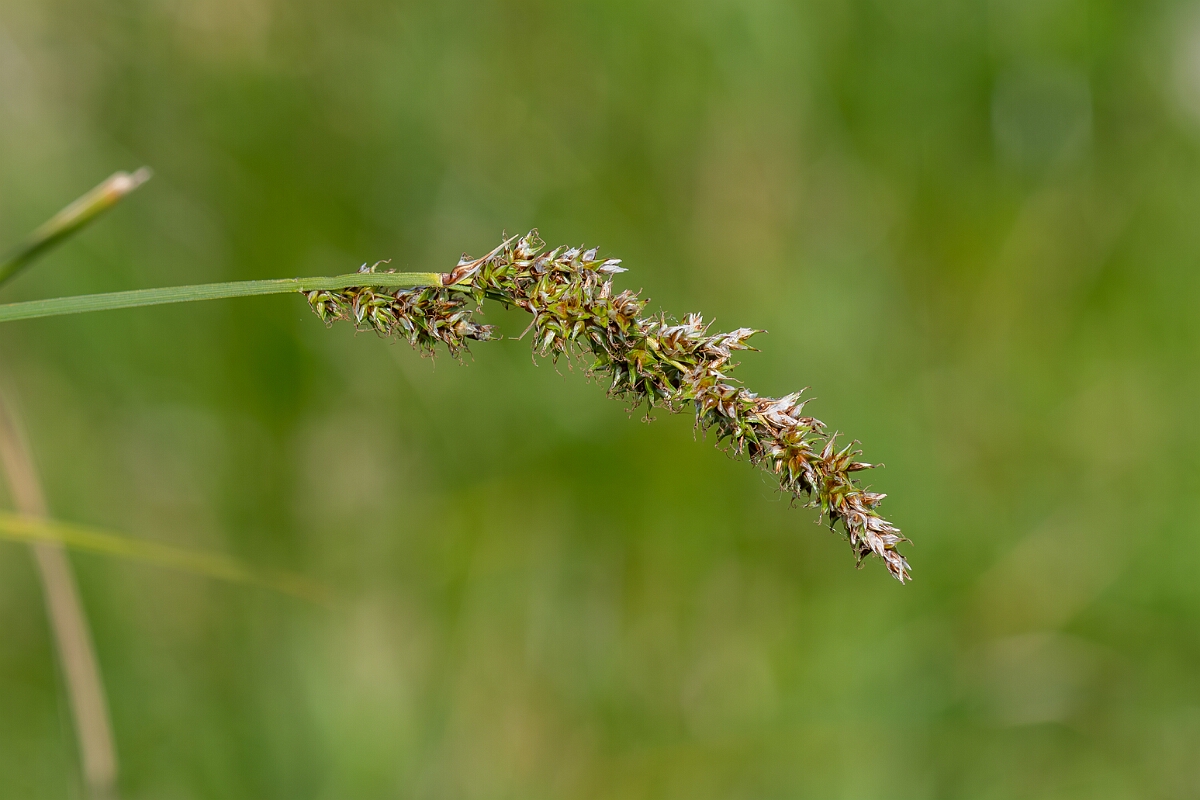 David Plant Photography - Wildlife Photography - Greater tussock-sedge - G.jpg - Greater tussock sedge, Carex paniculata, inflorescence - Suffolk