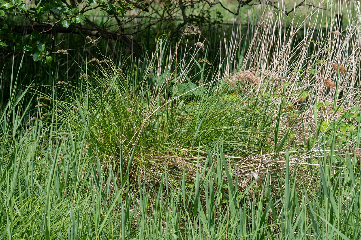 David Plant Photography - Wildlife Photography - Greater tussock-sedge - H.jpg - Greater tussock sedge, Carex paniculata, plant - Suffolk