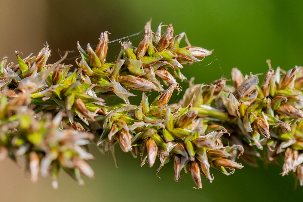 David Plant Photography - Wildlife Photography - Greater tussock-sedge - J.jpg - Greater tussock sedge, Carex paniculata, utricles - Norfolk