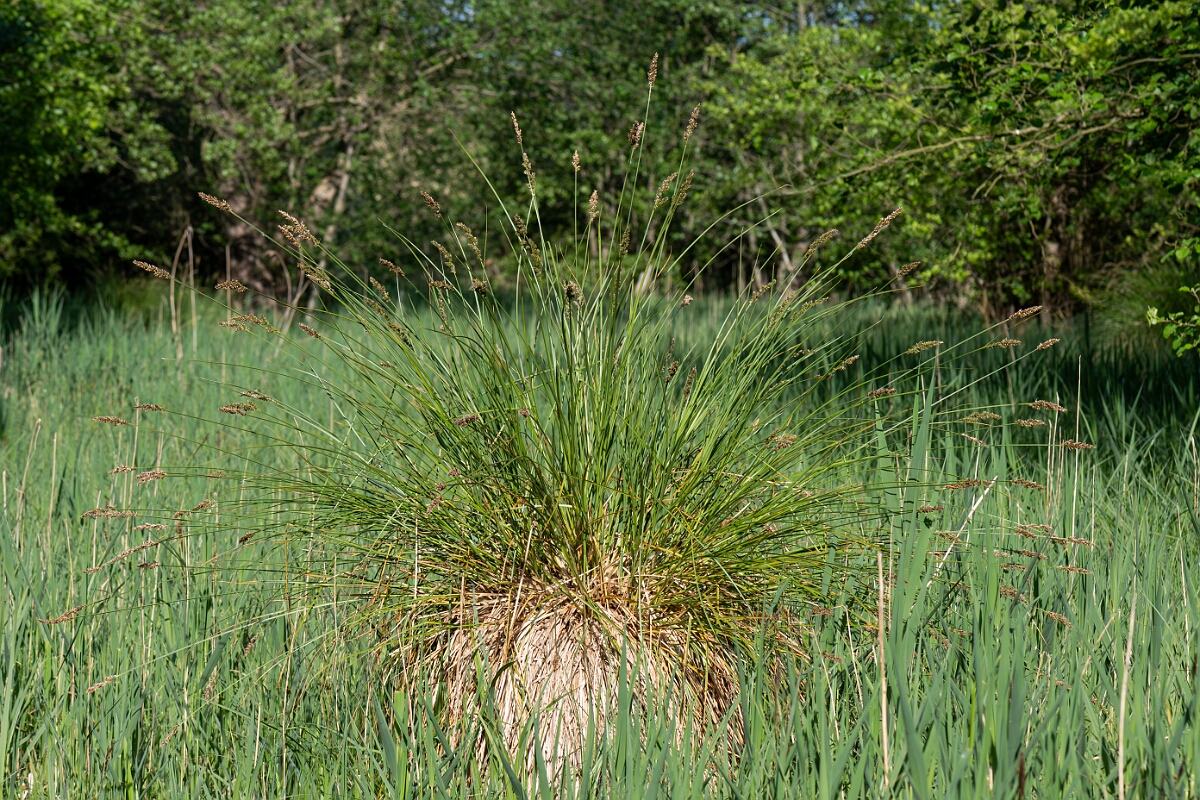 David Plant Photography - Wildlife Photography - Greater tussock-sedge - K.jpg - Greater tussock sedge, Carex paniculata, plant - Norfolk