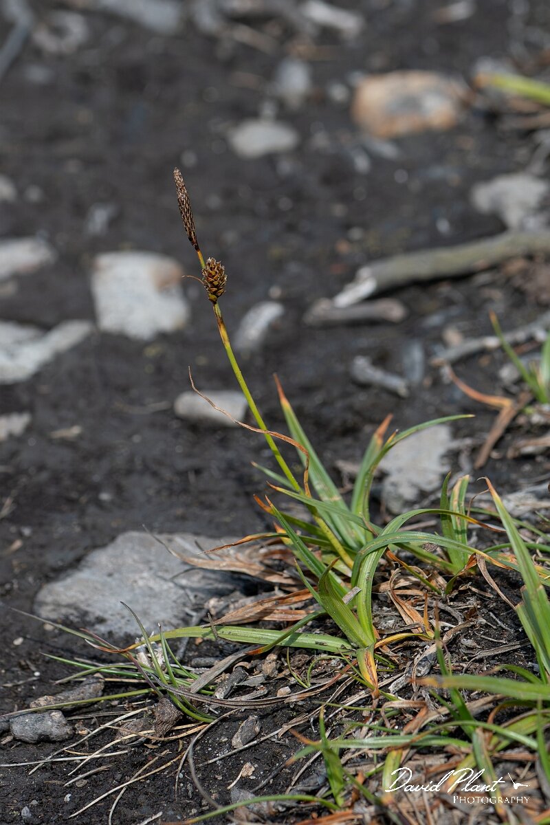 David Plant Photography - Wildlife Photography - Green-ribbed sedge - C.jpg - Green-ribbed sedge, Carex binervis - Angelsey
