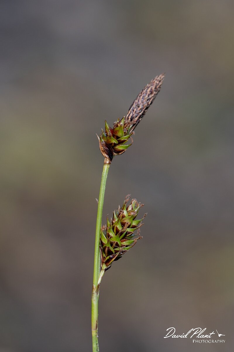 David Plant Photography - Wildlife Photography - Green-ribbed sedge - D.jpg - Green-ribbed sedge, Carex binervis - Angelsey