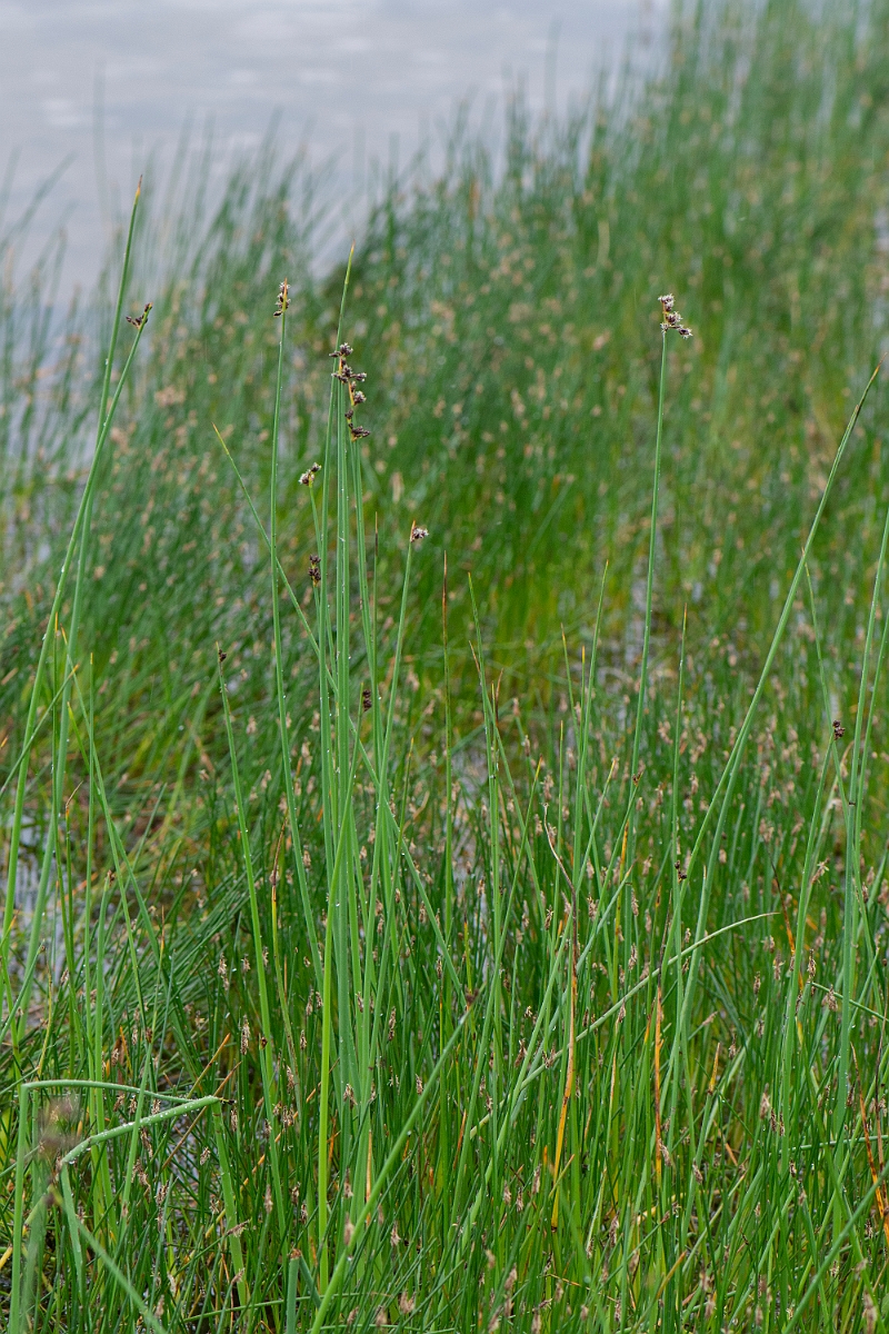 David Plant Photography - Wildlife Photography - Grey club-rush - A.JPG - Grey club-rush - Bridgend