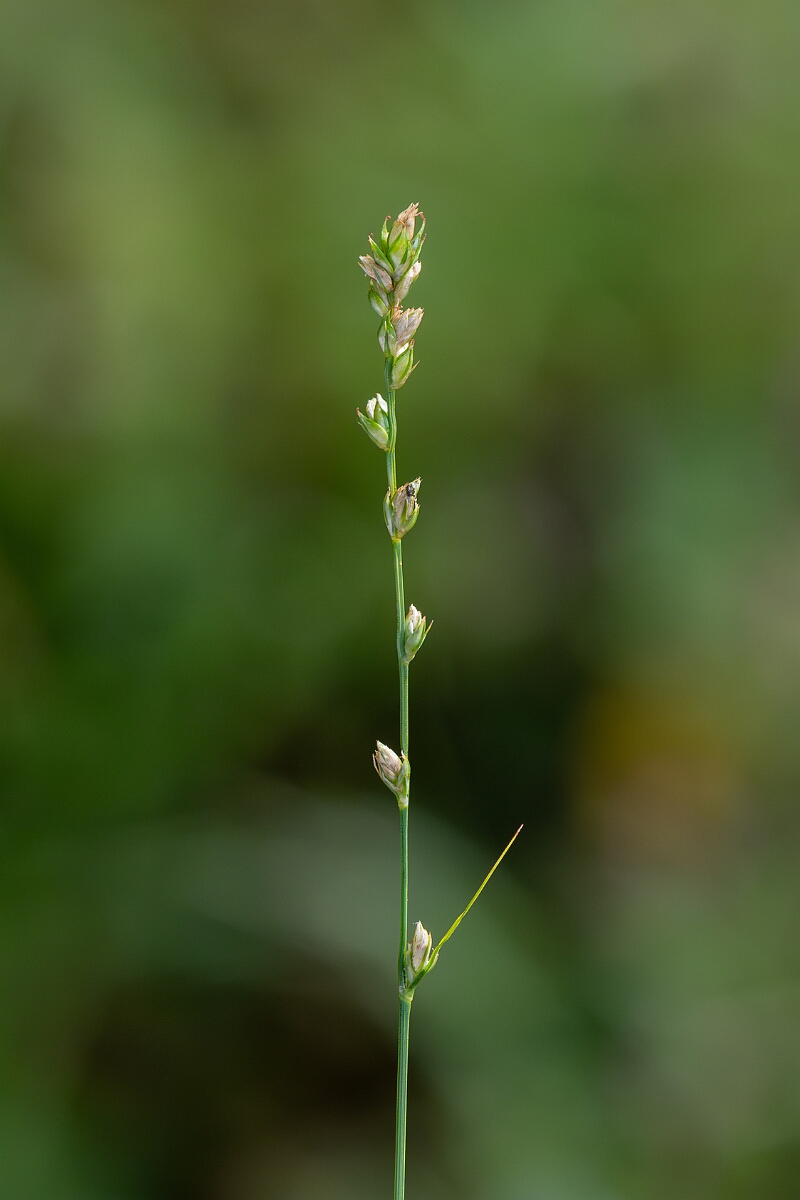 David Plant Photography - Wildlife Photography - Grey sedge - A.jpg - Grey sedge, Carex divulsa, flower spike - North Somerset