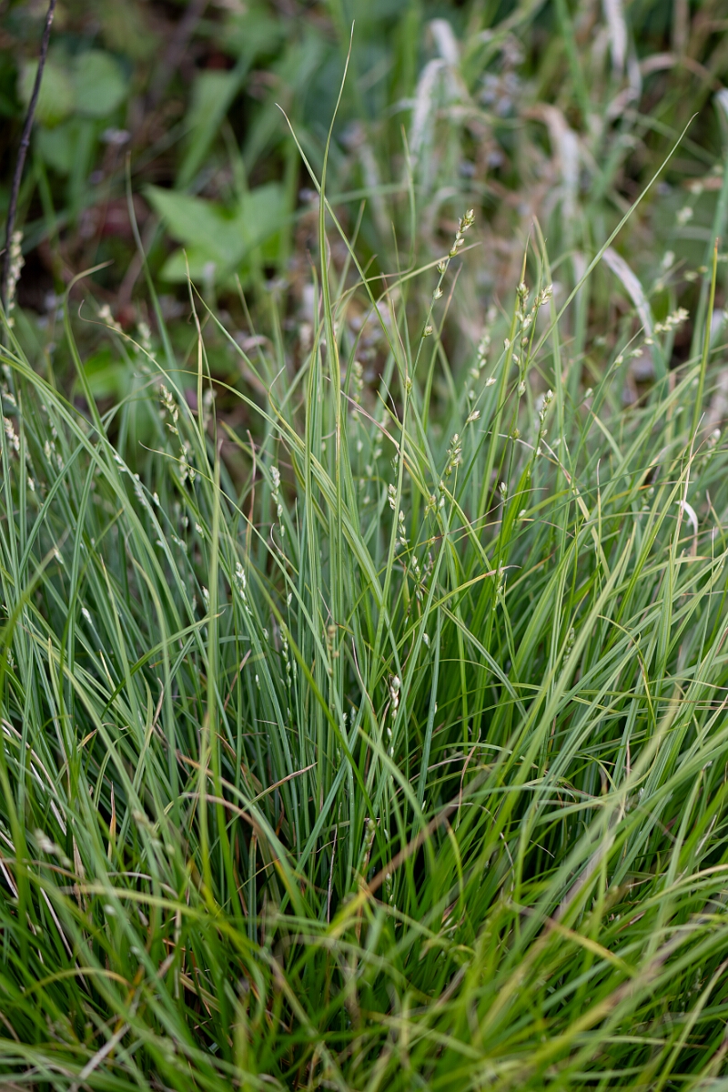 David Plant Photography - Wildlife Photography - Grey sedge - B.jpg - Grey sedge, Carex divulsa, plant - North Somerset