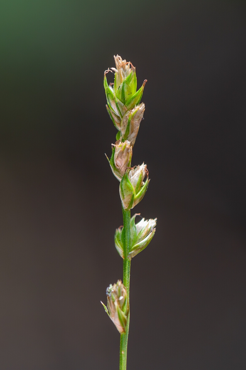David Plant Photography - Wildlife Photography - Grey sedge - C.jpg - Grey sedge, Carex divulsa, flower spike - North Somerset