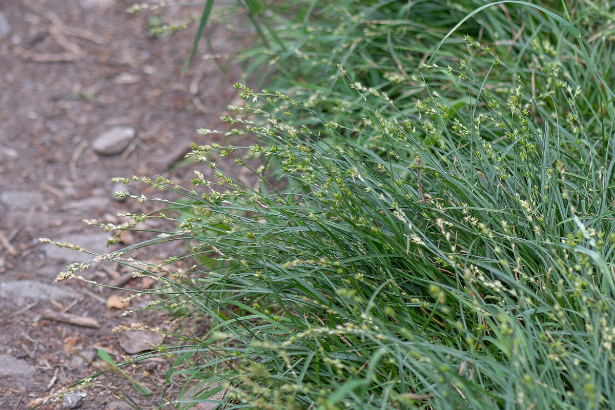 David Plant Photography - Wildlife Photography - Grey sedge - D.jpg - Grey sedge, Carex Carex divulsa, plant - Somerset