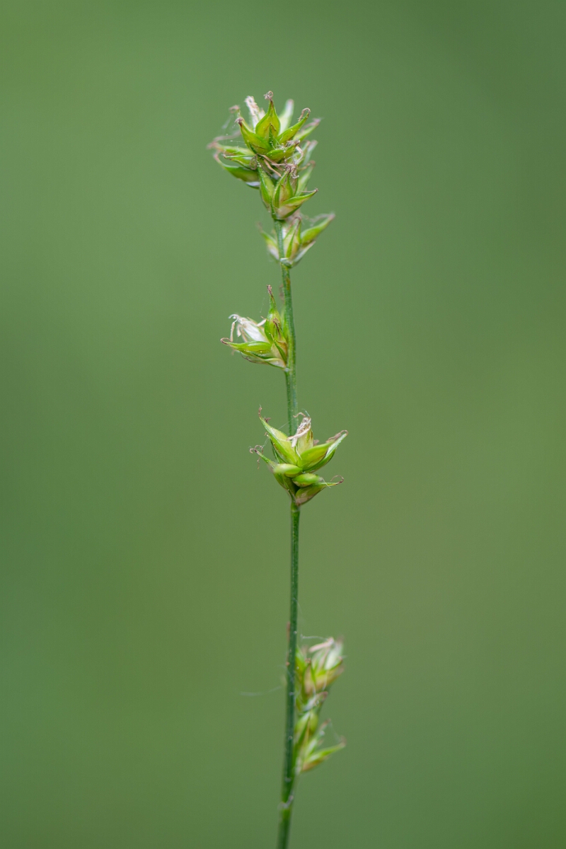 David Plant Photography - Wildlife Photography - Grey sedge - E.jpg - Grey sedge, Carex Carex divulsa, flower spike - Somerset
