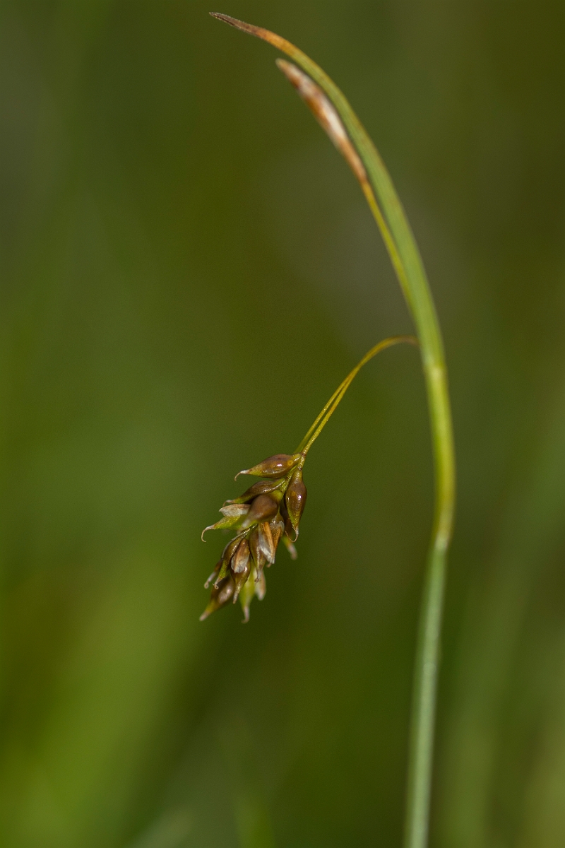 David Plant Photography - Wildlife Photography - Hair sedge - C.jpg - Hair sedge - Caithness