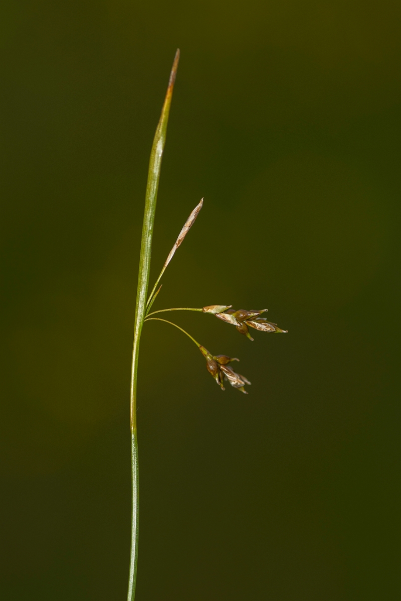 David Plant Photography - Wildlife Photography - Hair sedge - D.jpg - Hair sedge - Caithness