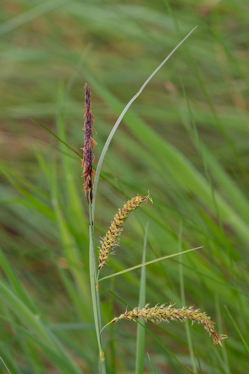 David Plant Photography - Wildlife Photography - Hairy sedge - A.JPG - Hairy sedge - Suffolk
