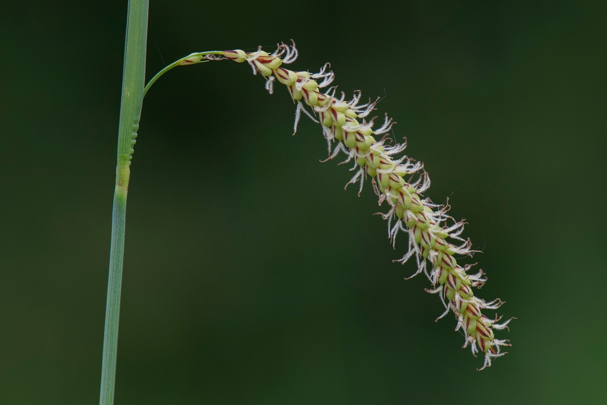 David Plant Photography - Wildlife Photography - Hairy sedge - B.JPG - Hairy sedge - Suffolk
