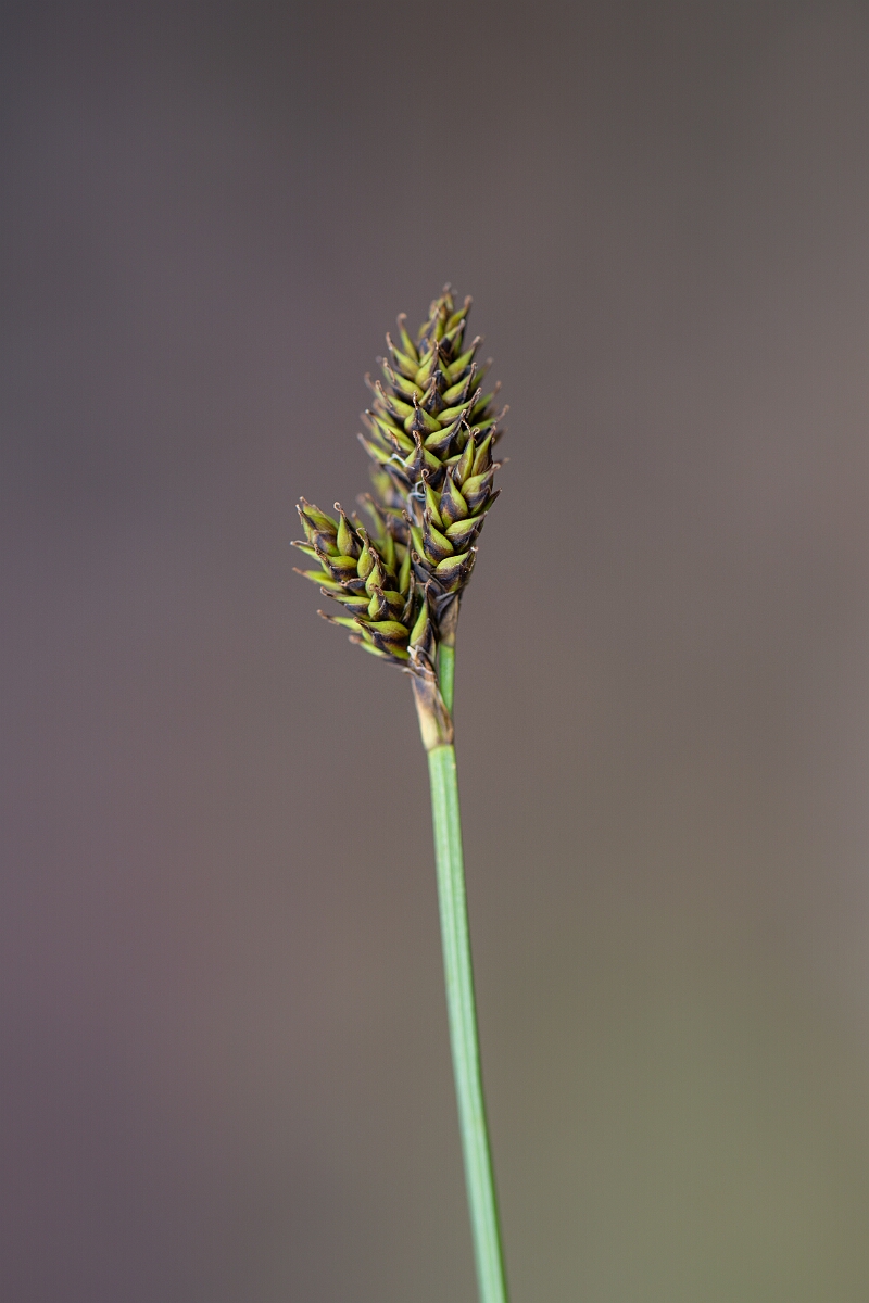 David Plant Photography - Wildlife Photography - Haresfoot sedge - A.jpg - Haresfoot sedge - Cairngorms