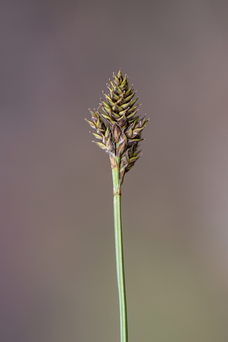 David Plant Photography - Wildlife Photography - Haresfoot sedge - B.jpg - Haresfoot sedge - Cairngorms