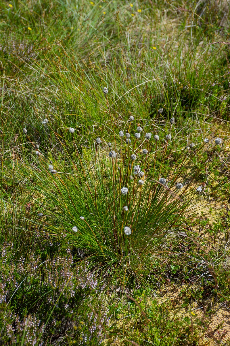 David Plant Photography - Wildlife Photography - Harestail cotton-grass - E.JPG - Harestail - Perthshire