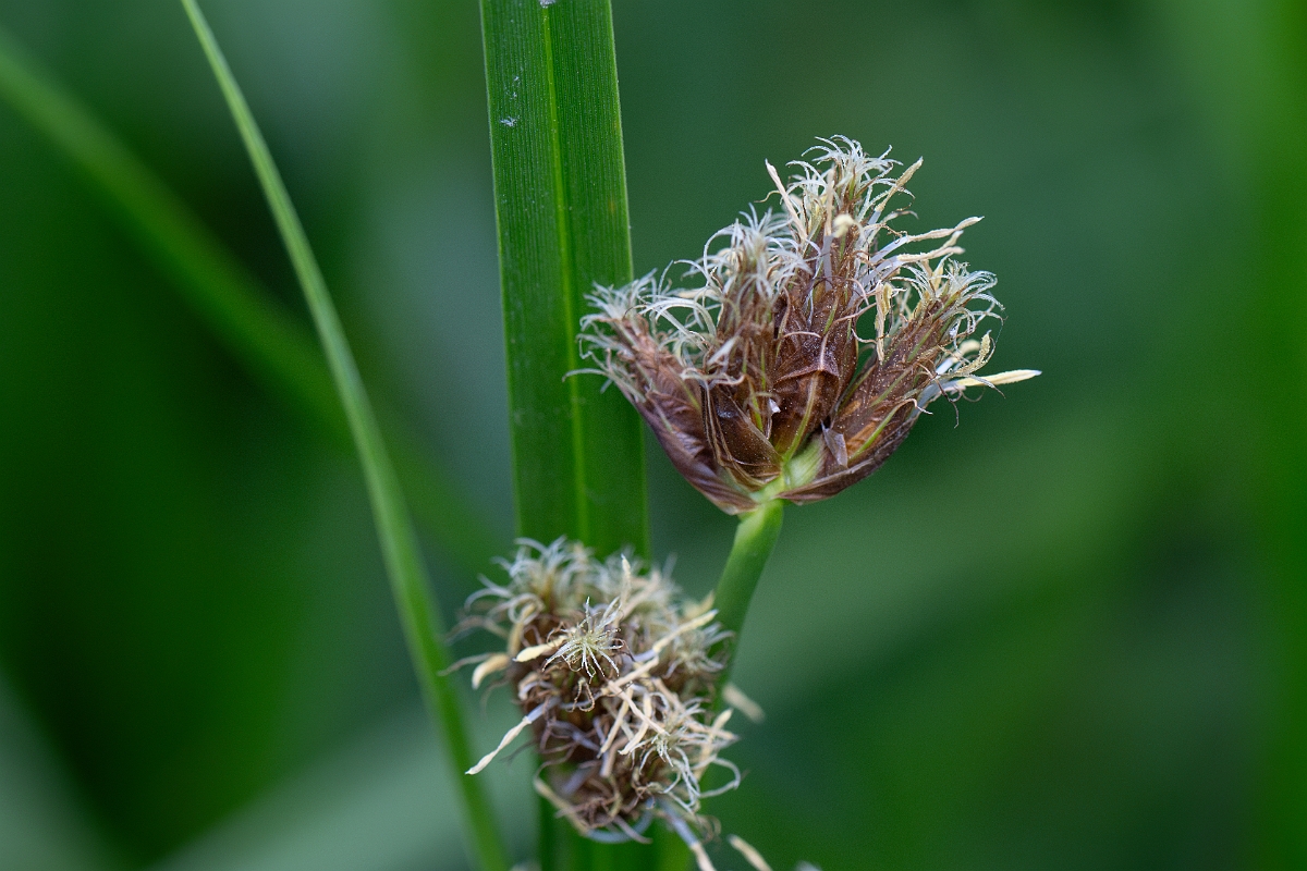 David Plant Photography - Wildlife Photography - Inland club-rush - C.jpg - Inland club-rush - Leicestershire