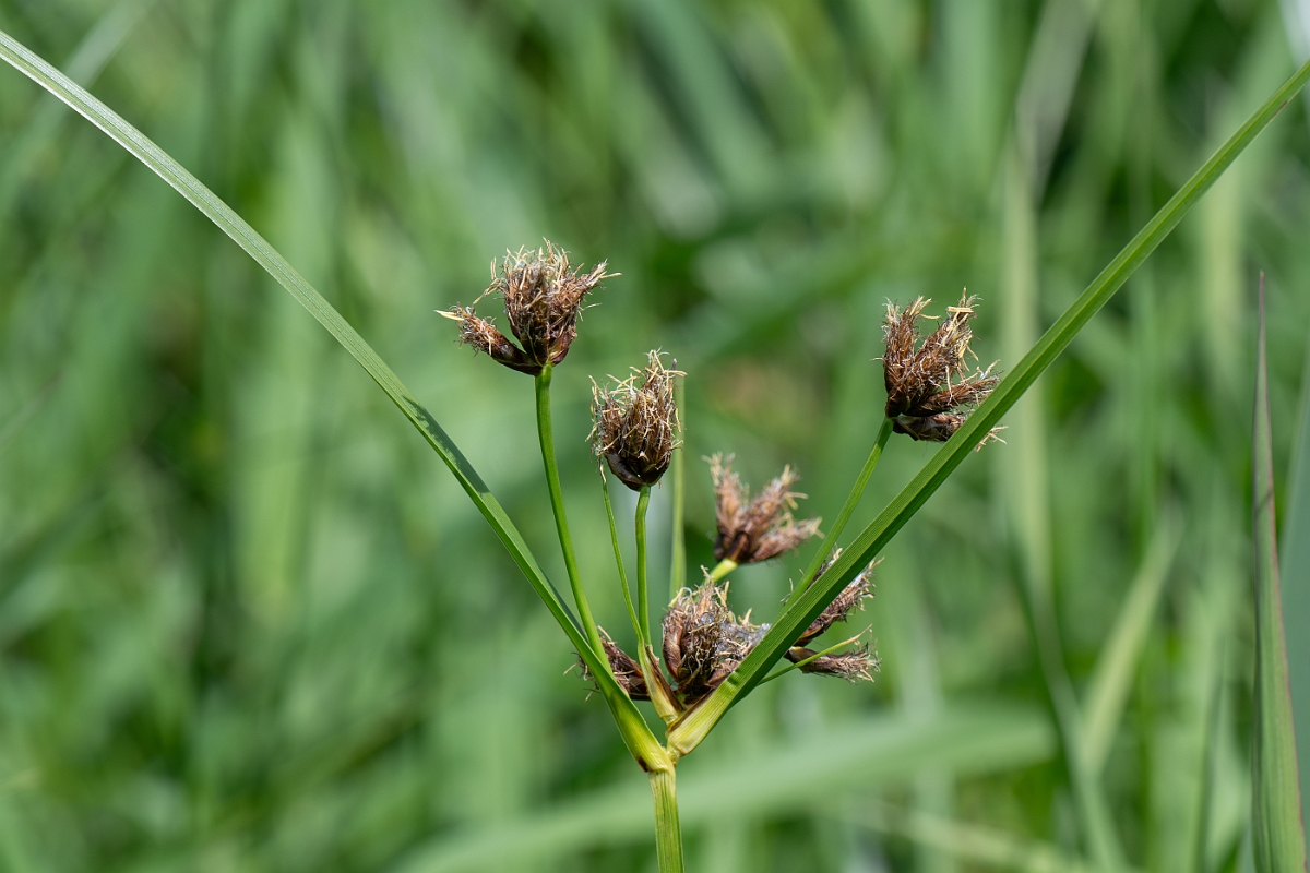 David Plant Photography - Wildlife Photography - Inland club-rush - E.jpg - Inland club-rush - Leicestershire