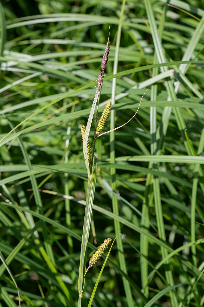 David Plant Photography - Wildlife Photography - Lesser pond-sedge - B.jpg - Lesser pond-sedge, Carex acutiformis, plant - North Somerset