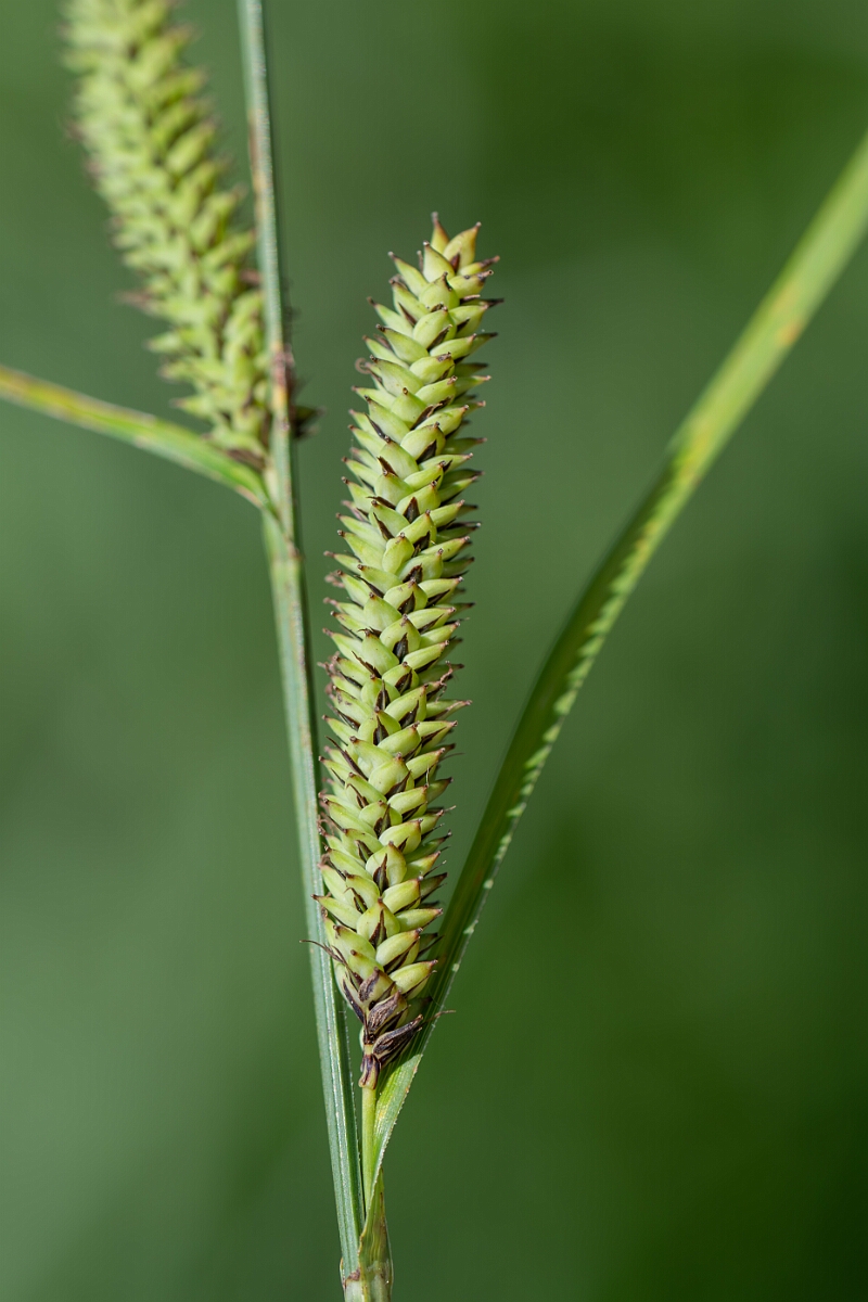 David Plant Photography - Wildlife Photography - Lesser pond-sedge - C.jpg - Lesser pond-sedge, Carex acutiformis, utricles - North Somerset