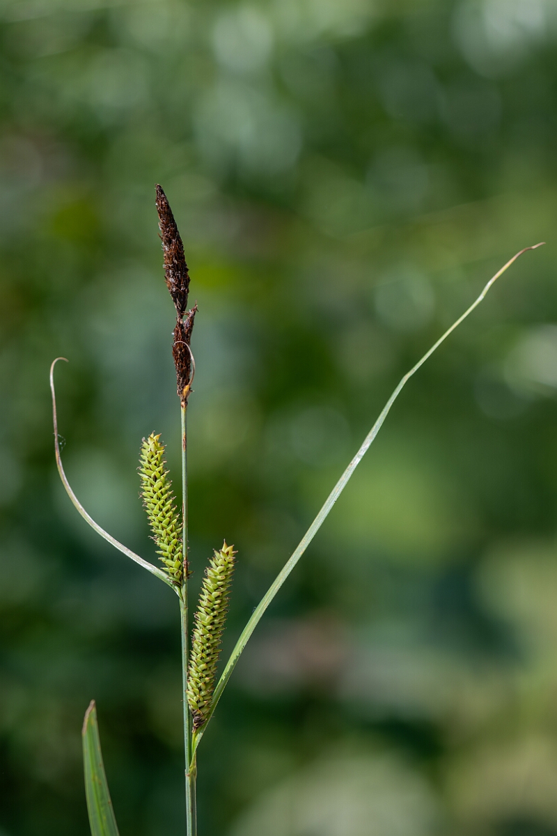 David Plant Photography - Wildlife Photography - Lesser pond-sedge - D.jpg - Lesser pond-sedge, Carex acutiformis, inflorescence - North Somerset