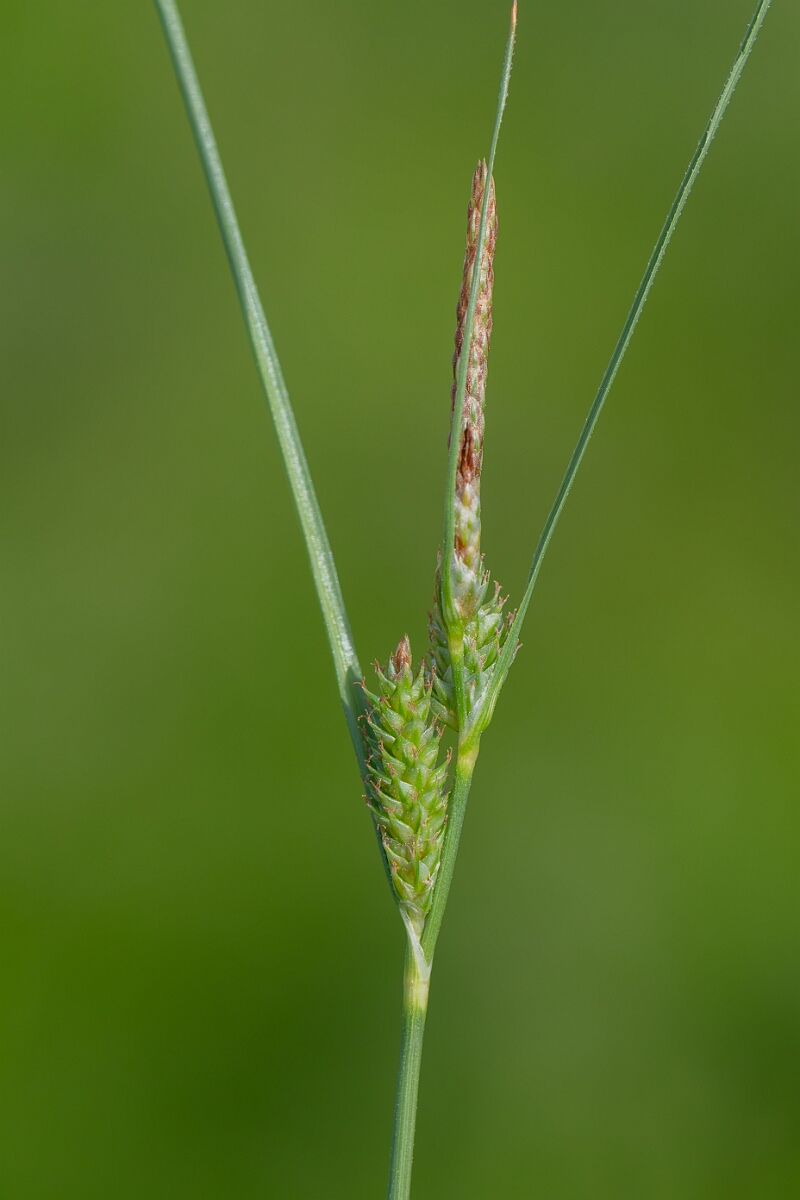 David Plant Photography - Wildlife Photography - Long-bracted sedge - A.jpg - Long-bracted sedge, Carex extensa, inflorescence - North Somerset
