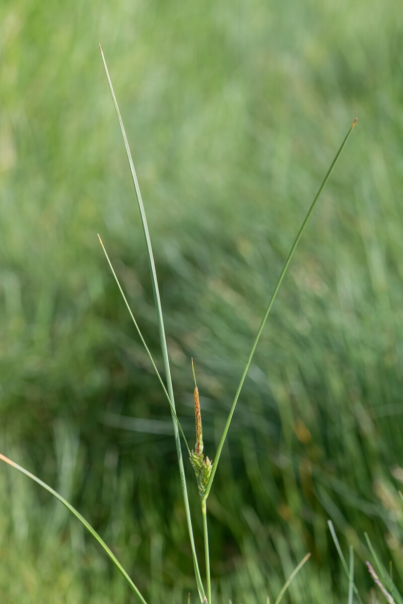 David Plant Photography - Wildlife Photography - Long-bracted sedge - C.jpg - Long-bracted sedge, Carex extensa, inflorescence - North Somerset