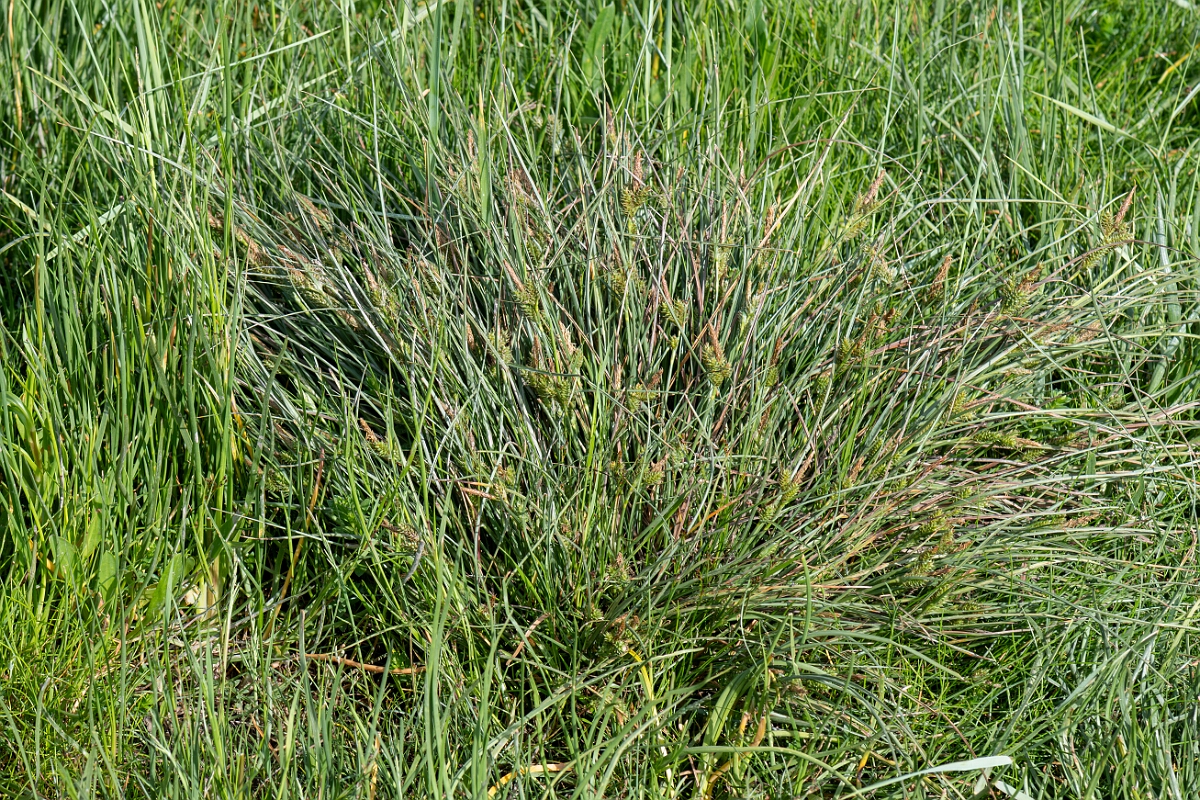 David Plant Photography - Wildlife Photography - Long-bracted sedge - D.jpg - Long-bracted sedge, Carex extensa, plant - North Somerset