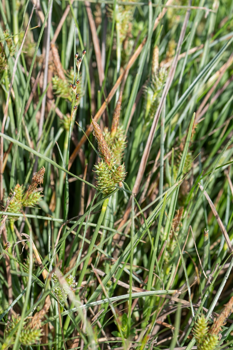 David Plant Photography - Wildlife Photography - Long-bracted sedge - E.jpg - Long-bracted sedge, Carex extensa, inflorescence - North Somerset