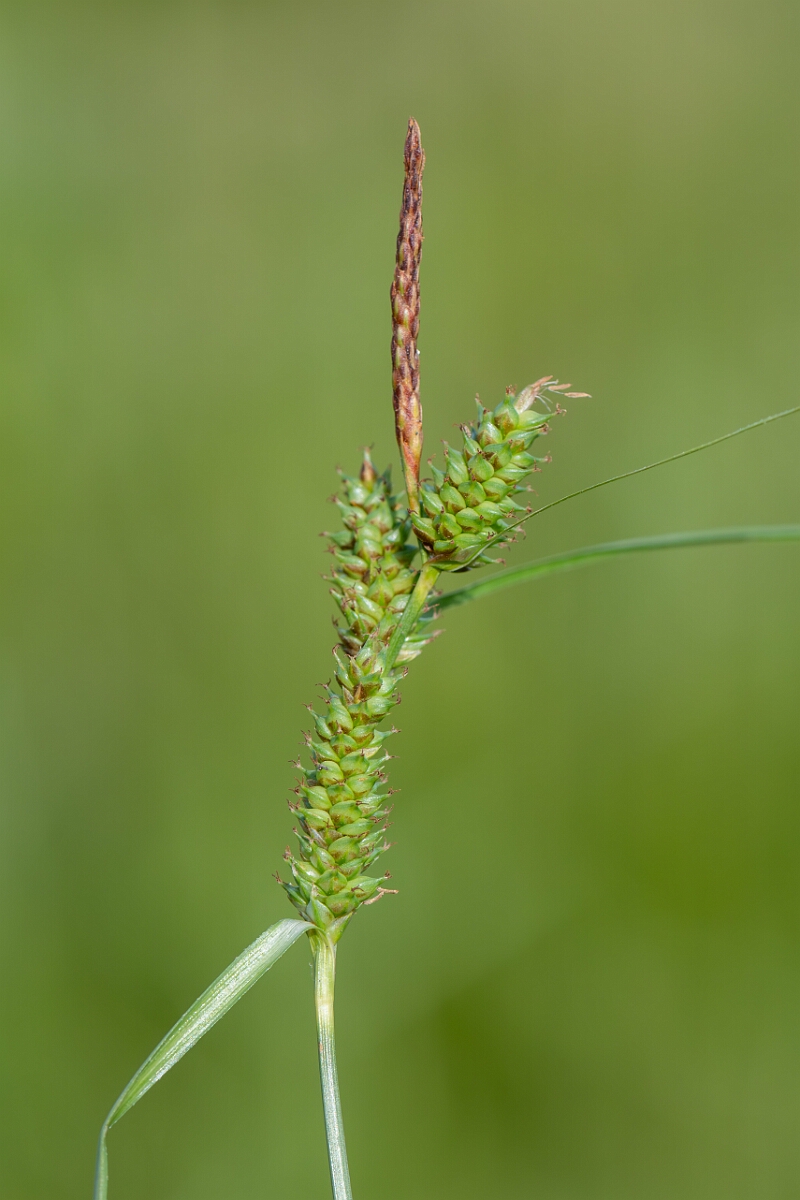 David Plant Photography - Wildlife Photography - Long-bracted sedge - F.jpg - Long-bracted sedge, Carex extensa, inflorescence - North Somerset