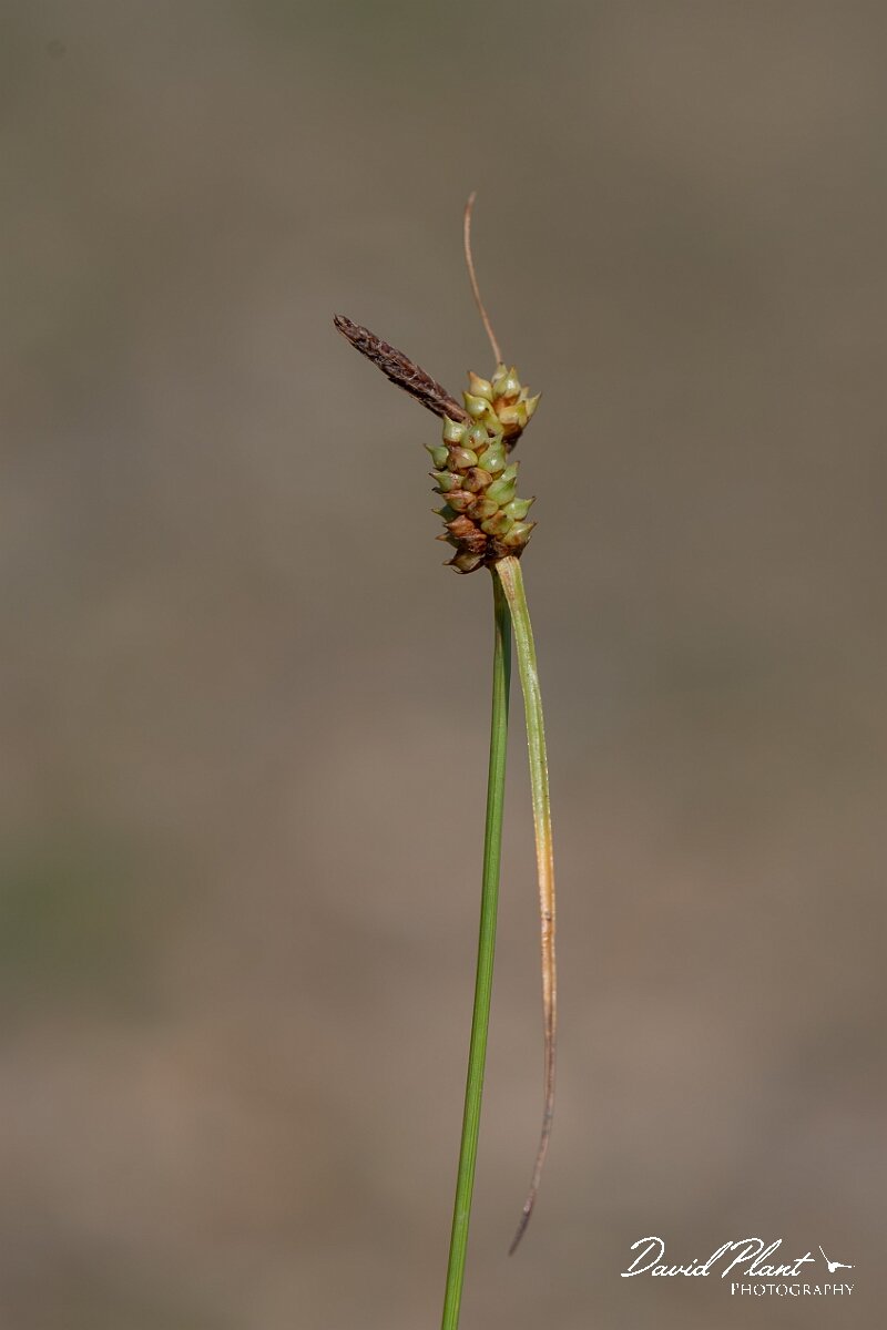 David Plant Photography - Wildlife Photography - Long-bracted sedge - H.jpg - Long-bracted sedge, Carex extensa, plant - Dorset