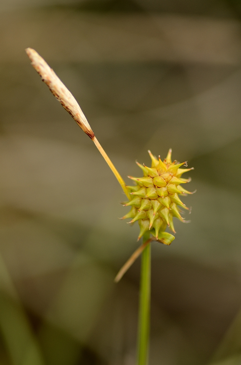David Plant Photography - Wildlife Photography - Long-stalked yellow-sedge - A.jpg - Long-stalked yellow-sedge - Norfolk