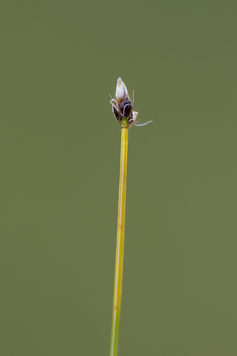 David Plant Photography - Wildlife Photography - Northern deergrass - F.jpg - Northern deergrass - Perthshire