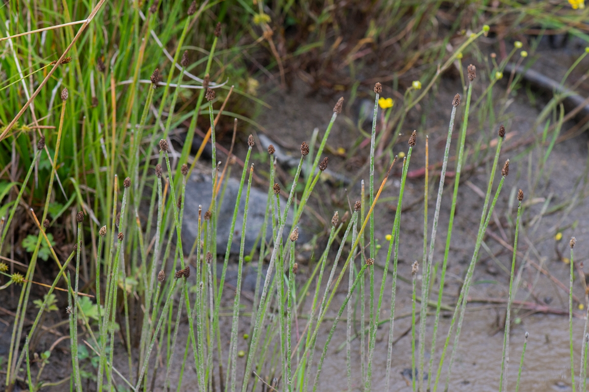David Plant Photography - Wildlife Photography - Northern spike-rush - A.JPG - Northern spike-rush - Dumfries and Galloway
