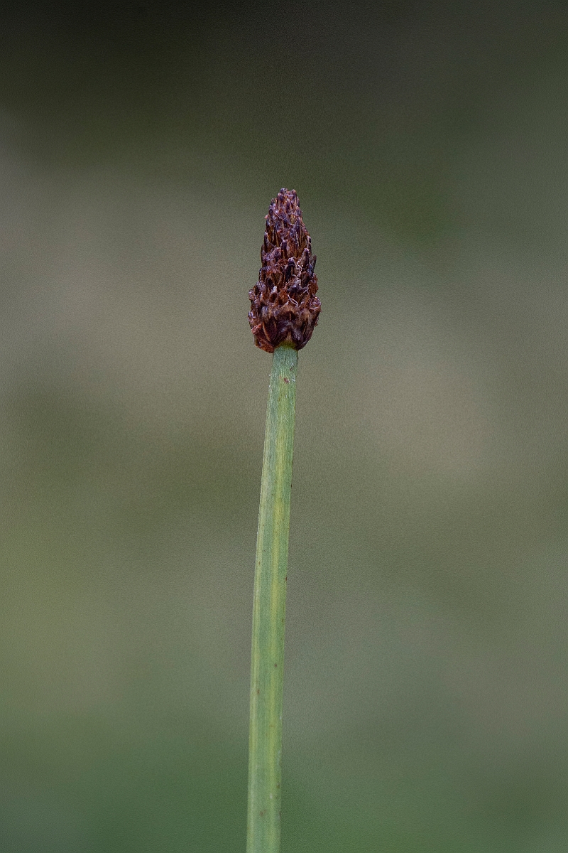 David Plant Photography - Wildlife Photography - Northern spike-rush - G.JPG - Northern spike-rush - Dumfries and Galloway