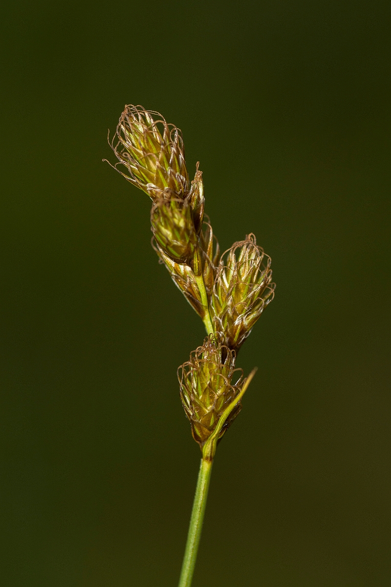 David Plant Photography - Wildlife Photography - Oval sedge - A.jpg - Oval sedge - Ayrshire