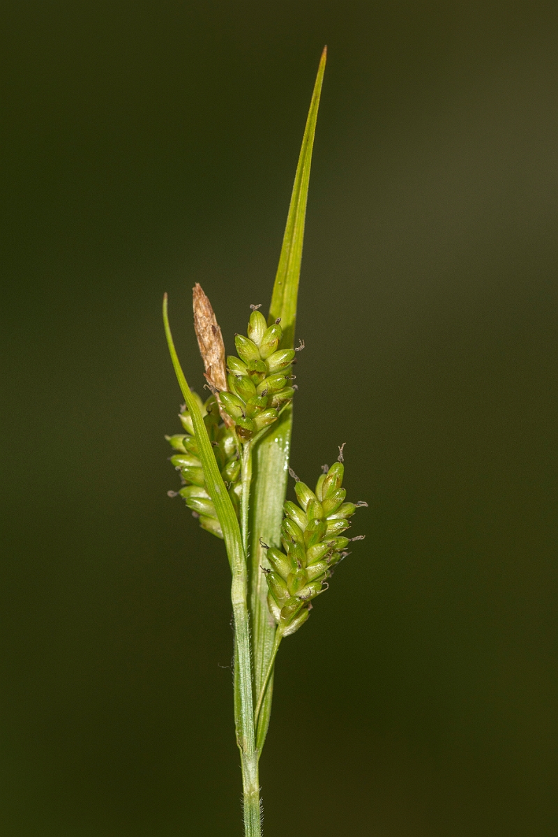 David Plant Photography - Wildlife Photography - Pale sedge - A.jpg - Pale sedge - Ayrshire