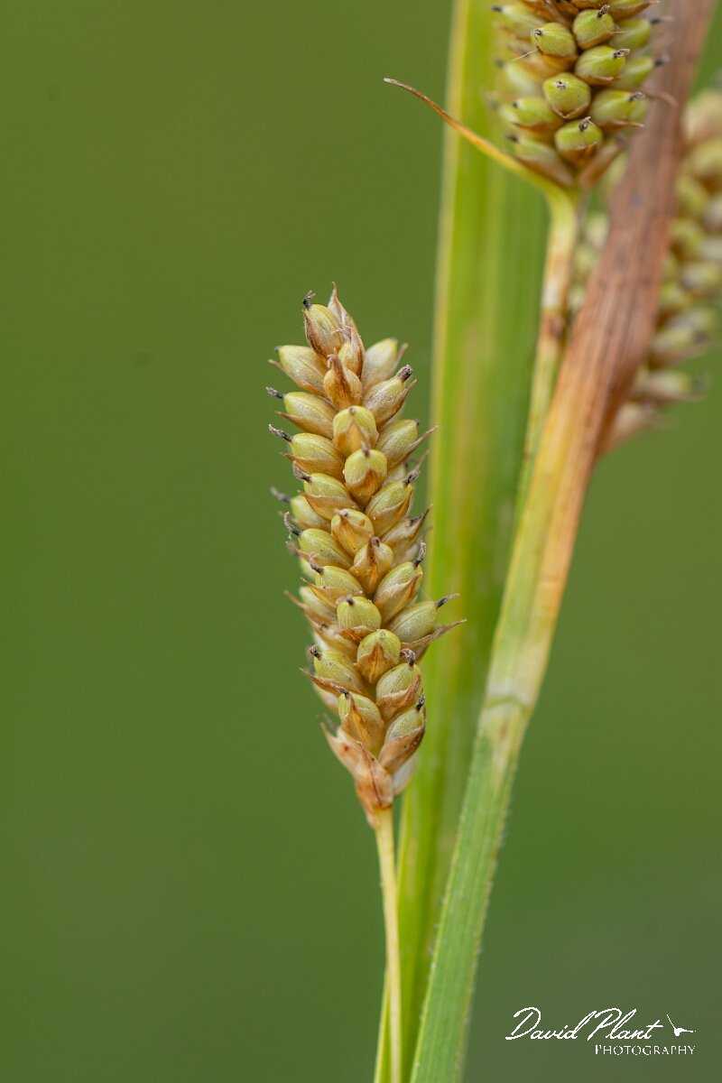 David Plant Photography - Wildlife Photography - Pale sedge - E.jpg - Pale sedge, Carex pallescens - Gloucestershire