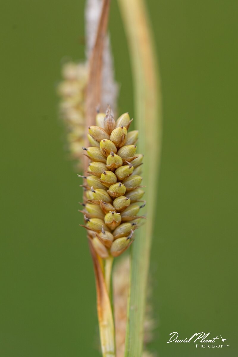 David Plant Photography - Wildlife Photography - Pale sedge - F.jpg - Pale sedge, Carex pallescens - Gloucestershire