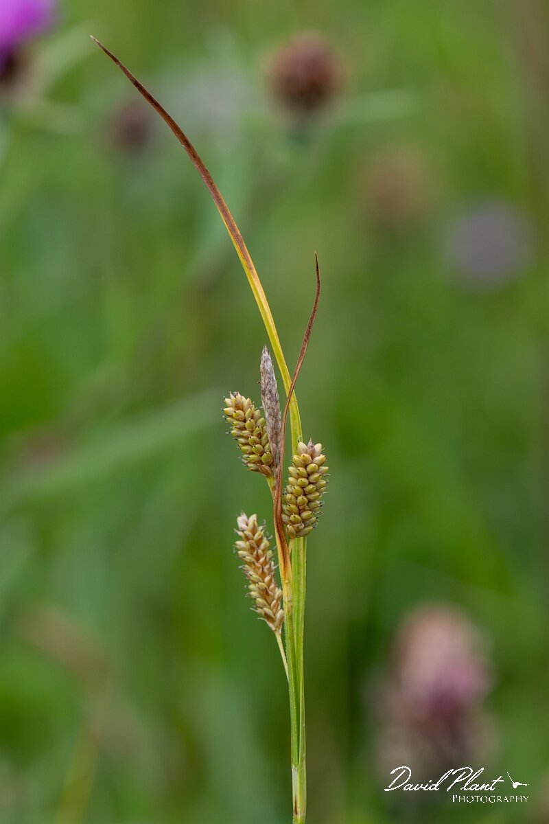 David Plant Photography - Wildlife Photography - Pale sedge - G.jpg - Pale sedge, Carex pallescens - Gloucestershire