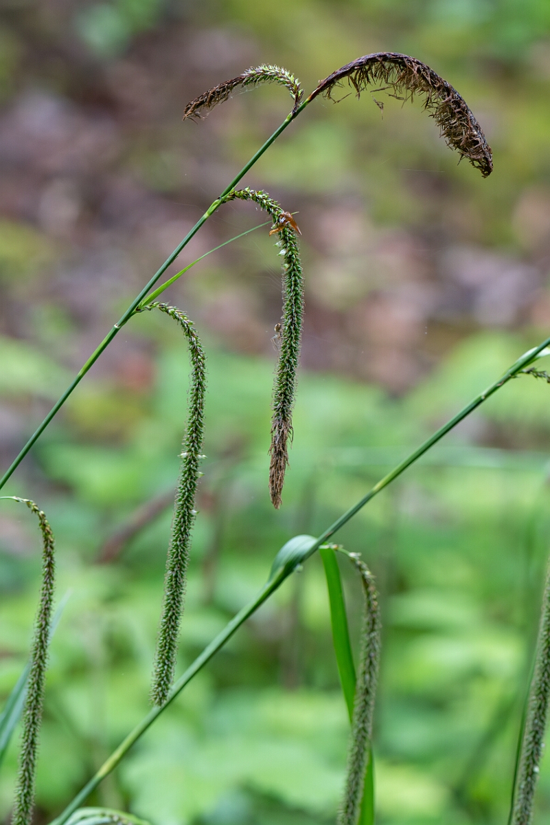 David Plant Photography - Wildlife Photography - Pendulous sedge - A.jpg - Pendulous sedge, Carex pendula, flowering spike - North Somerset