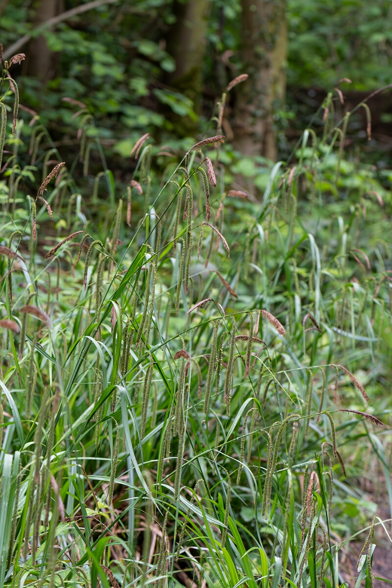 David Plant Photography - Wildlife Photography - Pendulous sedge - B.jpg - Pendulous sedge, Carex pendula, plant - North Somerset