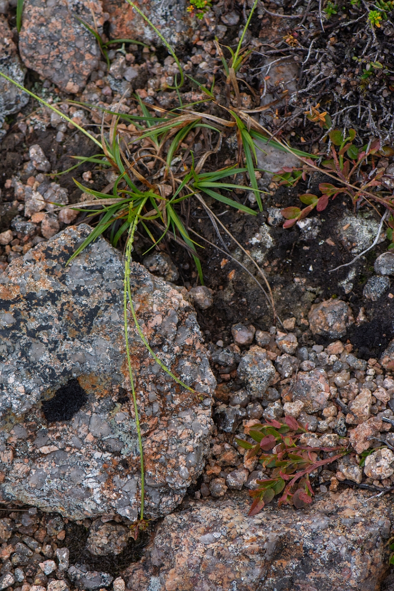 David Plant Photography - Wildlife Photography - Pill sedge - A.JPG - Pill sedge - Cairngorms