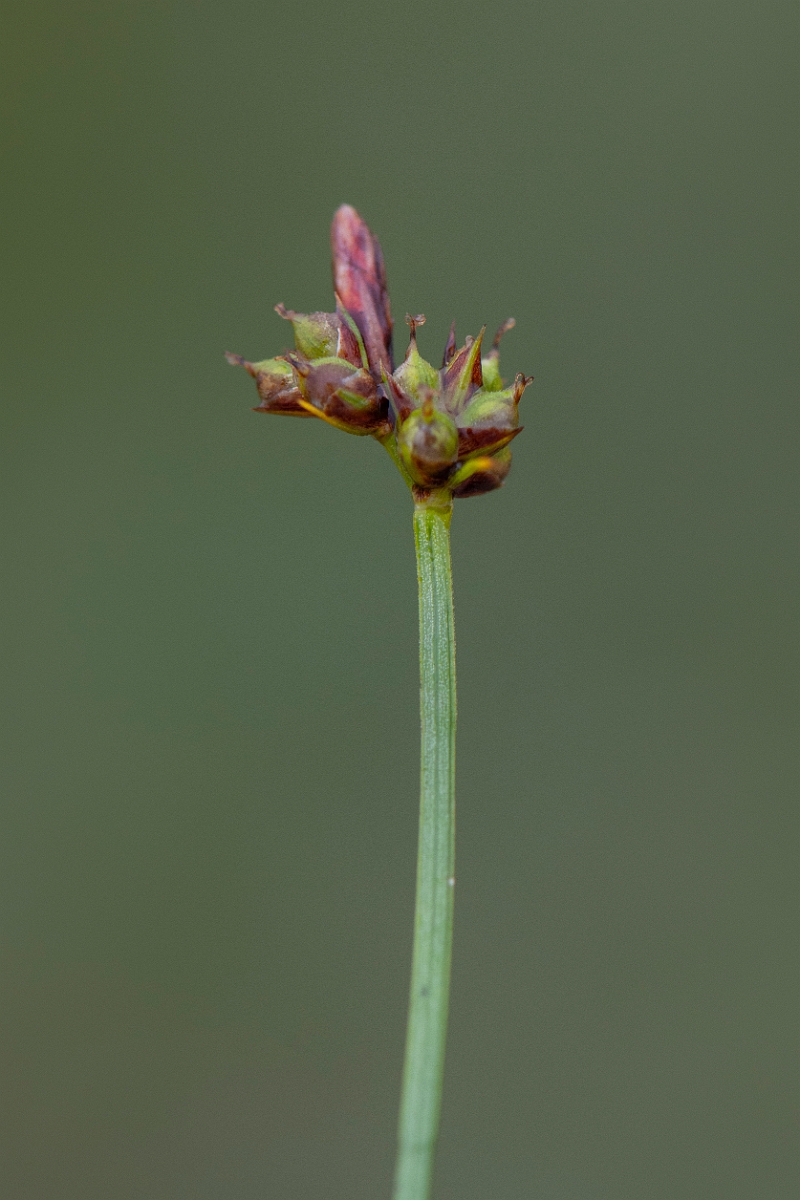 David Plant Photography - Wildlife Photography - Pill sedge - B.JPG - Pill sedge, inflorescence - Cairngorms