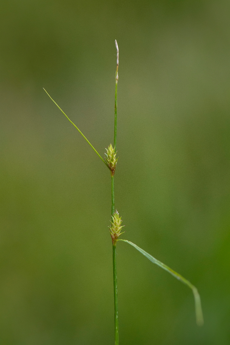 David Plant Photography - Wildlife Photography - Remote sedge - A.JPG - Remote sedge - Buckinghamshire