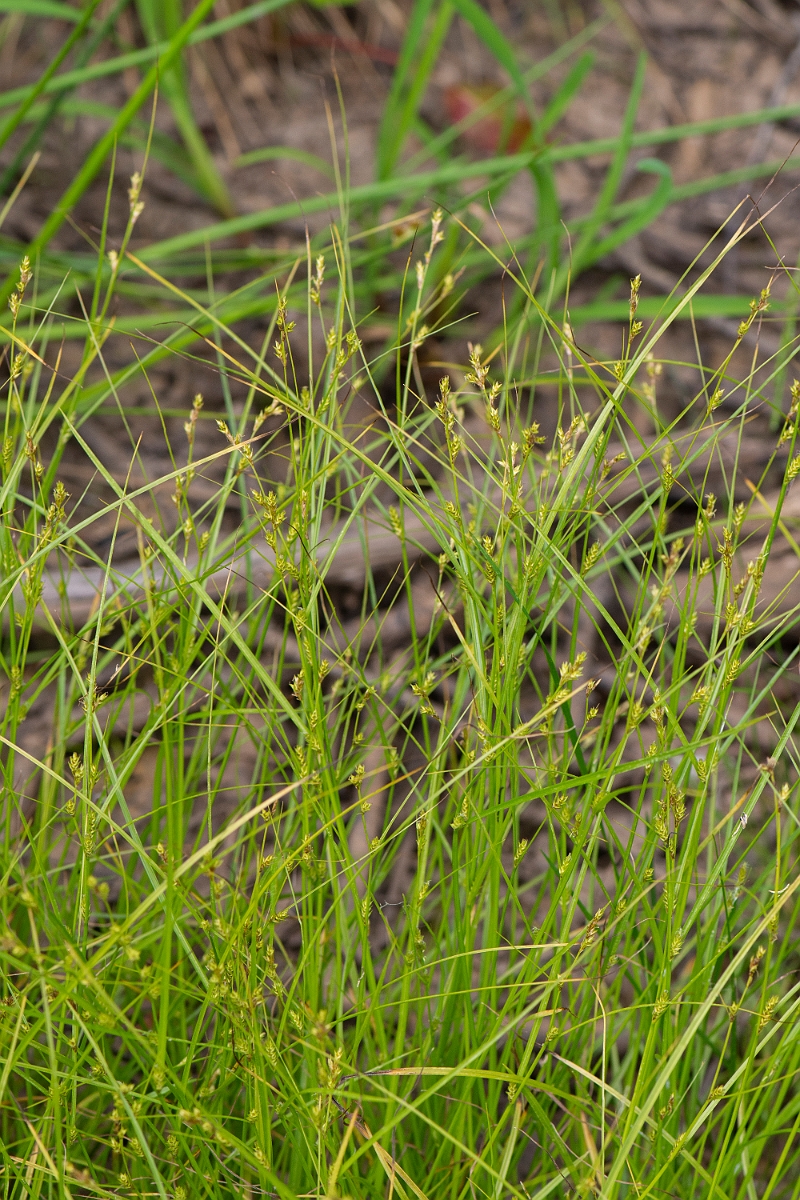David Plant Photography - Wildlife Photography - Remote sedge - B.JPG - Remote sedge - Buckinghamshire