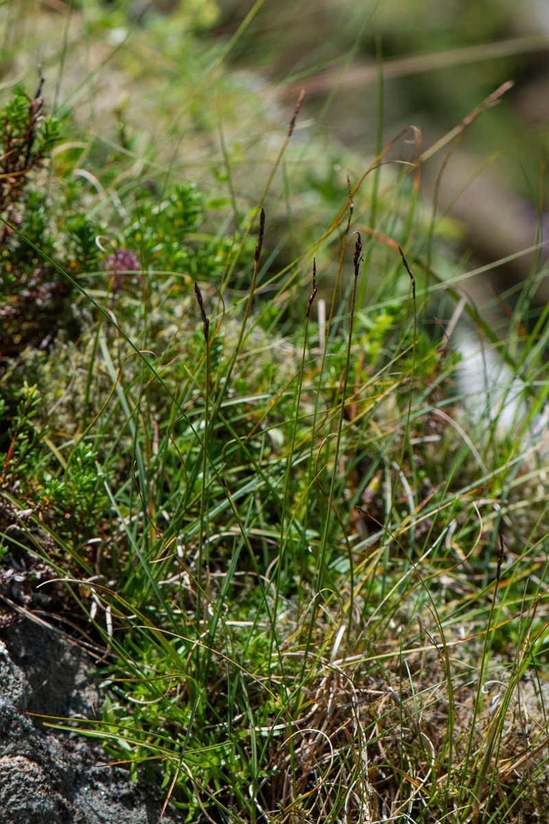 David Plant Photography - Wildlife Photography - Rock sedge - C.JPG - Rock sedge - Perthshire