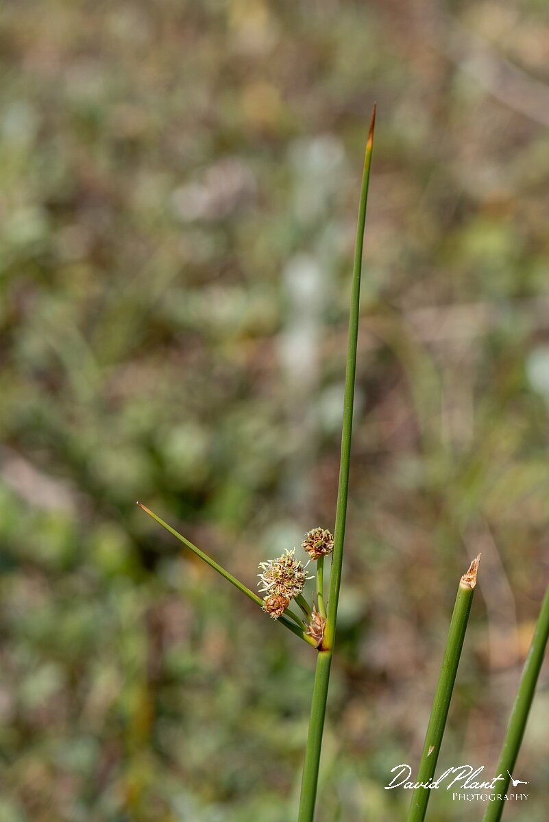 David Plant Photography - Wildlife Photography - Round-headed club-rush - A.jpg - Round-headed club-rush, Scirpoides holoschoenus - Devon