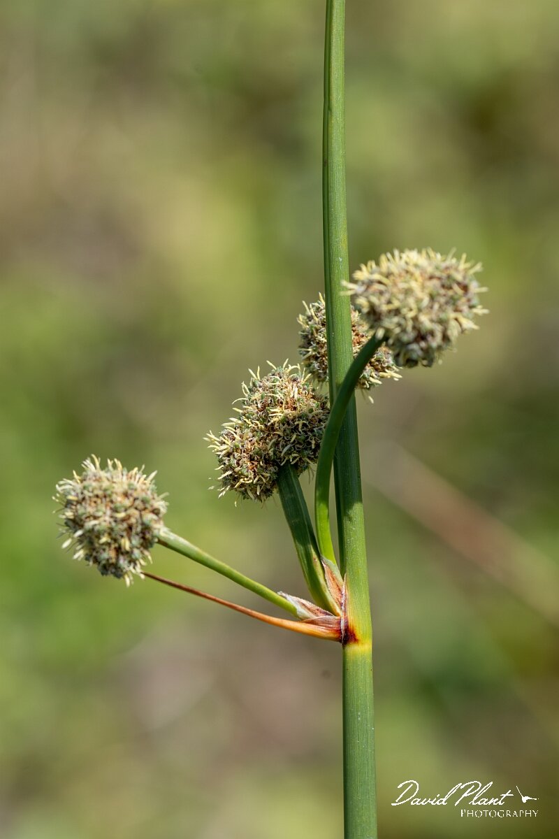 David Plant Photography - Wildlife Photography - Round-headed club-rush - C.jpg - Round-headed club-rush, Scirpoides holoschoenus - Devon