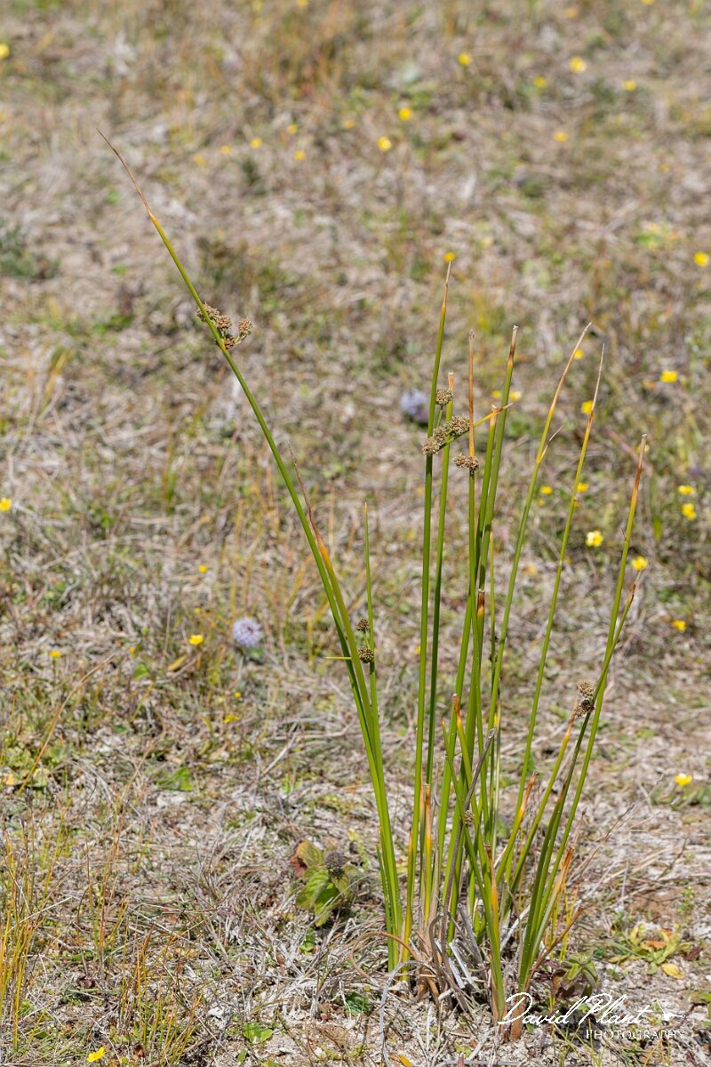 David Plant Photography - Wildlife Photography - Round-headed club-rush - E.jpg - Round-headed club-rush, Scirpoides holoschoenus - Devon